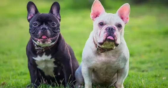 Contrasting Bully Breeds And Bulldogs