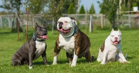 Bully Vs Bulldog